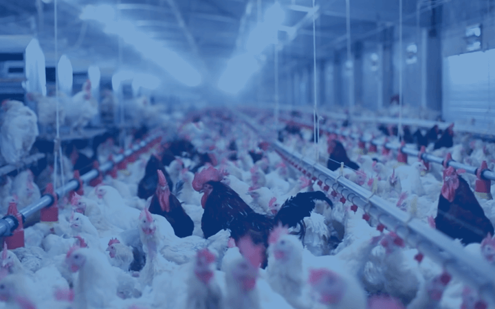 乡村振兴相关图片